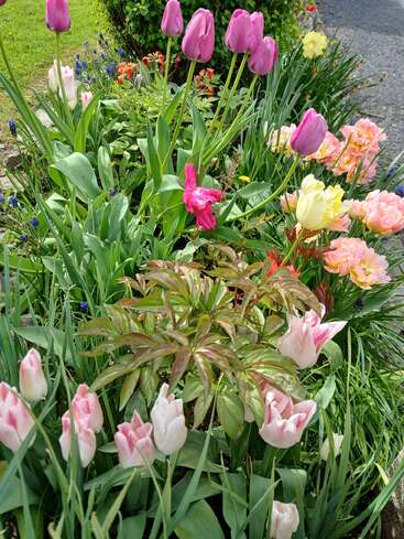 Un vibrante parterre de jardín florece con tulipanes rosas, morados, amarillos y blancos, exuberantes hojas verdes y diversas flores que toman el sol cerca de una acera.