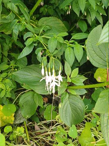 En la imagen, delicadas flores blancas y rosas cuelgan graciosamente de frondosos tallos verdes, rodeados de un exuberante y vibrante follaje y hojas en forma de corazón en el suelo.