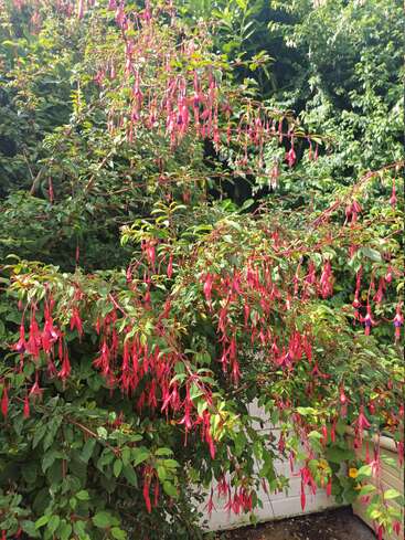 Un frondoso arbusto cubierto de vibrantes flores tubulares de color rosa fucsia se alza en un soleado jardín, rodeado de follaje verde, creando una escena colorida, viva y alegre.