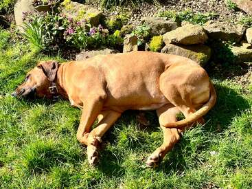Um grande cão marrom está deitado tranquilamente na grama verde de um jardim ensolarado, perto de flores desabrochando e de bordas de pedra, aproveitando o calor e o descanso num dia ensolarado.