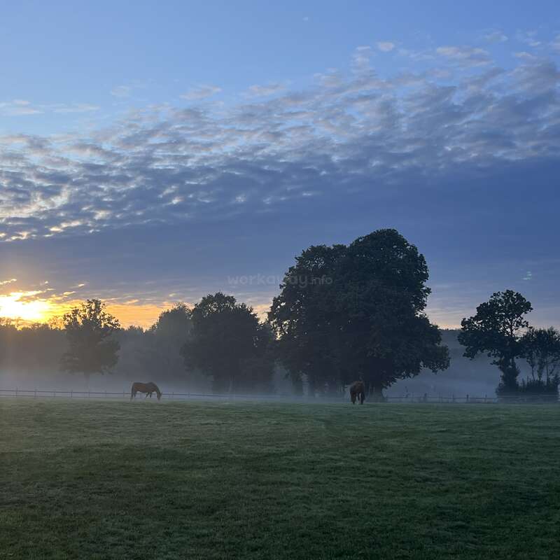 A névoa matinal cobre um prado verde e tranquilo onde dois cavalos pastam. Árvores altas se destacam contra um céu ao amanhecer, salpicado de nuvens, criando uma atmosfera de serenidade.