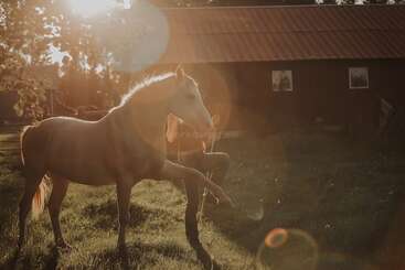 A horse stands on grass, gently raising one leg, with sunlight streaming through trees. A person stands beside the horse, partially obscured by warm, golden light.