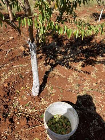 A tree with green leaves stands on reddish soil. A white bucket filled with harvested almonds sits at its base. Sunlight casts shadows across the ground.