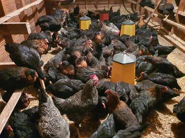This image shows a crowded chicken coop filled with many chickens of various colors. Three yellow feeders hang in the center, surrounded by wood shavings.
