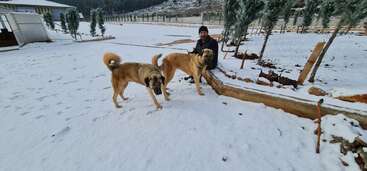 A man sits in the snowy outdoors with two large brown dogs nearby. Trees line the background, and the landscape appears peaceful and wintry with scattered footprints.