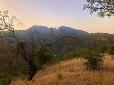 A dry hillside landscape features scattered, twisted trees and golden grass, with hazy mountains in the distance under a pale, softly colored evening sky. Peaceful.