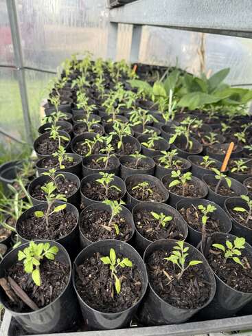 Hileras de pequeñas macetas negras llenas de tierra, cada una con una joven plántula verde, dispuestas ordenadamente dentro de un invernadero, donde crecen con fuerza en un entorno protegido y con condiciones de cultivo controladas.