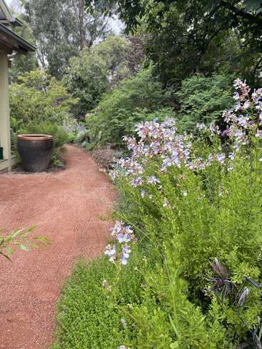 Un tranquilo sendero de jardín bordeado de exuberante vegetación y flores silvestres de color púrpura, junto a una casa. Cerca del sendero hay una gran maceta de cerámica, rodeada de árboles.