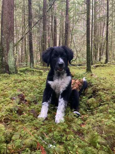 Ein flauschiger, schwarz-weißer Welpe sitzt auf dem moosbewachsenen Waldboden, umgeben von hohen Bäumen, und schaut neugierig und mit einem sanften Blick in die Kamera.