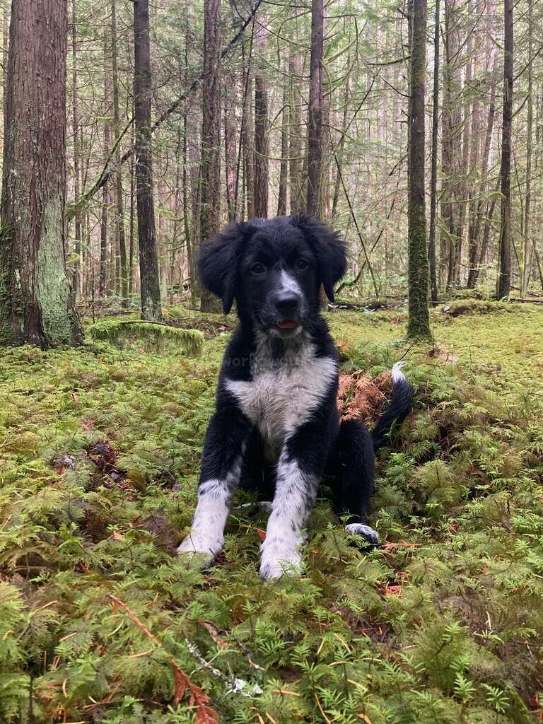Ein flauschiger, schwarz-weißer Welpe sitzt auf dem moosbewachsenen Waldboden, umgeben von hohen Bäumen, und schaut neugierig und mit einem sanften Blick in die Kamera.