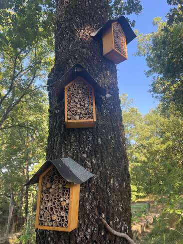 Trois hôtels à insectes en bois remplis de bambous creux sont fixés verticalement à un tronc d'arbre dans une forêt verte et ensoleillée, avec un ciel bleu au-dessus de la tête.