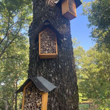 Trois hôtels à insectes en bois remplis de bambous creux sont fixés verticalement à un tronc d'arbre dans une forêt verte et ensoleillée, avec un ciel bleu au-dessus de la tête.