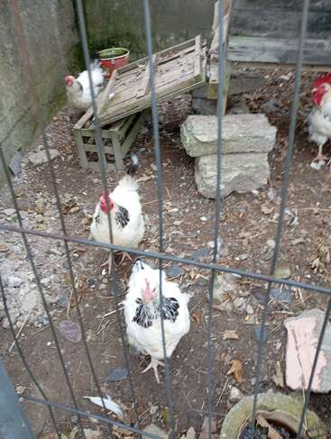 Several white chickens with black feather markings stand inside a wire enclosure. The ground is covered with dirt, stones, and debris. Wooden structures and bricks are present.