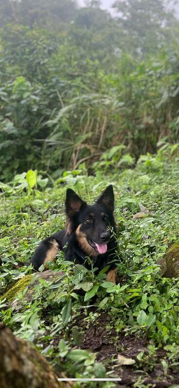 Ein glücklicher schwarz-hellbrauner Hund liegt mit herausgestreckter Zunge inmitten üppiger grüner Vegetation und genießt einen friedlichen Moment in einer nebligen, ruhigen Waldlandschaft.