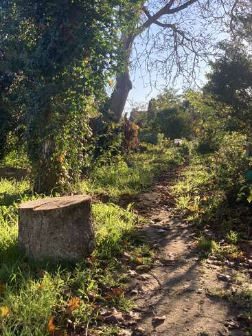 A narrow dirt path winds through a sunlit, overgrown garden. Tree stumps, dense foliage, and leafy vines create a serene, natural, and peaceful woodland scene.