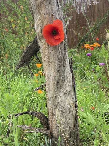 A vibrant red poppy flower blooms from a weathered tree trunk, surrounded by lush green grass and colorful wildflowers in a lively, natural garden setting.