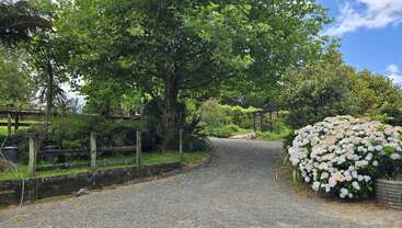 Une allée de gravier serpente sous un grand arbre feuillu, bordée d'une clôture en bois, d'une végétation luxuriante, de fleurs blanches épanouies et d'un ciel bleu lumineux, partiellement nuageux.