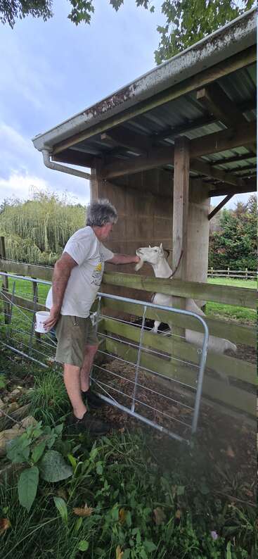 Un homme en short et t-shirt se tient près d'un enclos clôturé, en train de nourrir ou de caresser une chèvre blanche sous un petit abri en bois au toit métallique.