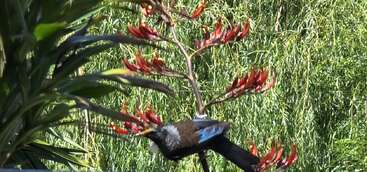 Un tui, à son plumage bleu-vert irisé, est perché sur un lin en fleurs, entouré d’un feuillage verdoyant et de fleurs d’un rouge éclatant, à la lumière du jour.