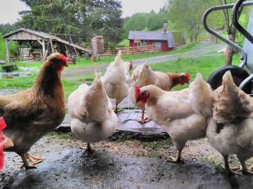 The image depicts a group of chickens standing on a muddy path, with a red barn and green grass in the background, surrounded by trees and a cloudy sky.