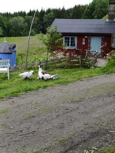 A rustic scene with two geese and goslings on green grass, near a red wooden cabin, blue shed, wooden fence, bench, and dense forest background.