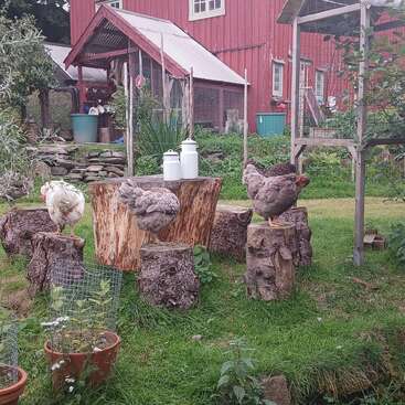 Trois poules sont perchées sur de grosses souches d'arbre dans une cour de ferme herbeuse. Deux bidons de lait sont posés sur la souche du milieu, avec une grange rouge en arrière-plan.