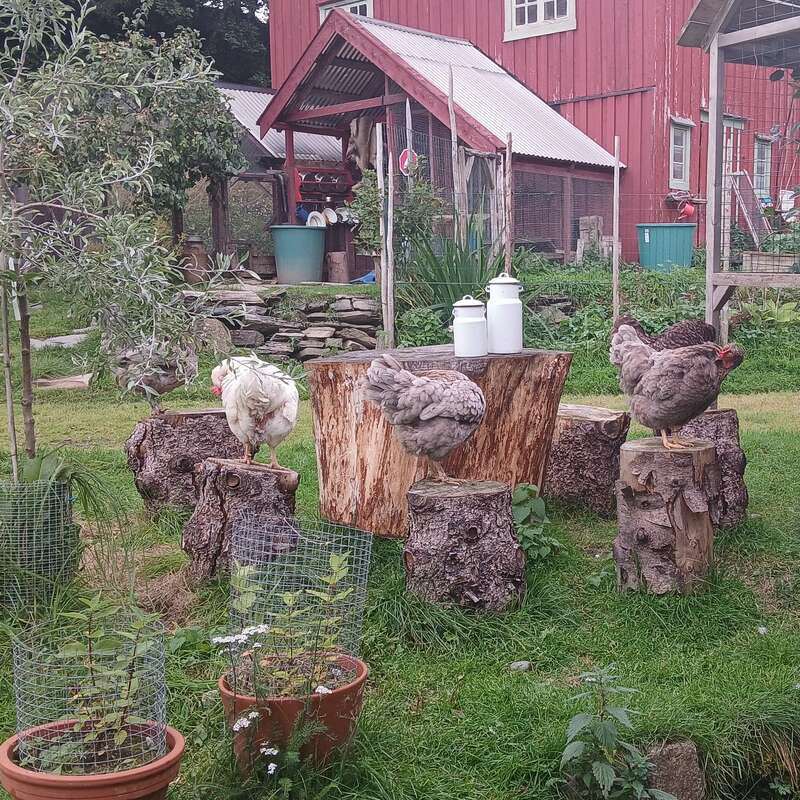 Three chickens stand on large tree stumps in a grassy farmyard. Two milk cans are placed on the center stump, with a red barn behind.