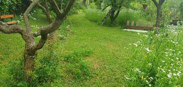 Um jardim tranquilo apresenta grama verde exuberante, flores silvestres e árvores retorcidas. Os bancos de madeira convidam você a relaxar. Uma escada está apoiada em uma árvore, cercada por uma beleza natural e vibrante.