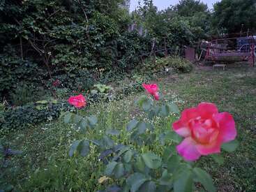 Na imagem, rosas cor-de-rosa vibrantes florescem no primeiro plano de um jardim exuberante e coberto de vegetação densa e um velho e rústico balanço vermelho.