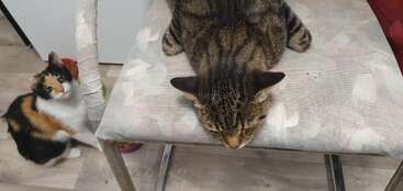 Dois gatos aparecem na imagem: um gato malhado sentado no chão, olhando para cima, e um gato malhado esparramado em uma cadeira com padrão claro.