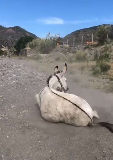 Um burro com uma listra preta está deitado no chão empoeirado, curtindo um rolamento. Montanhas, arbustos e um céu azul formam um cenário rural tranquilo.