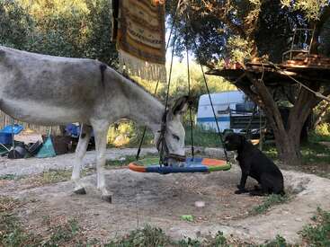 A donkey eats from a colorful swing while a black dog sits nearby. Trees, a hanging rug, a camper, and various outdoor items complete the peaceful scene.