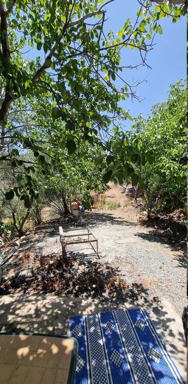 Un entorno tranquilo al aire libre con árboles frondosos, luz solar difusa, una alfombra azul, un viejo somier de metal y una maceta de cerámica bajo un cielo azul despejado.