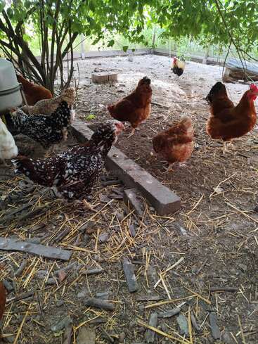 Several chickens roam in a shaded outdoor enclosure. Some are brown, and others have black and white speckled feathers. Trees and scattered straw are visible.