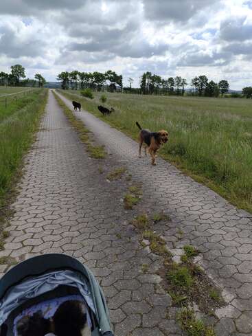 A paved country path stretches ahead, bordered by grassy fields. Three dogs roam freely, while a stroller with a child or baby is visible at the front.