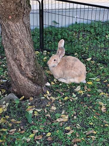 A large light brown rabbit sits on green grass covered with fallen leaves beside a tree trunk, enclosed within a fenced outdoor area near a building.