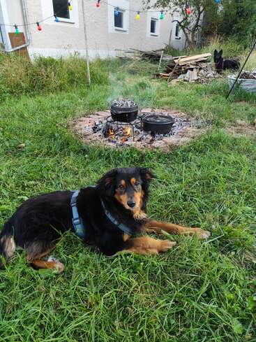 A black and tan dog lies on green grass near an outdoor campfire with pots. Colorful string lights hang, and another dog sits in the background.
