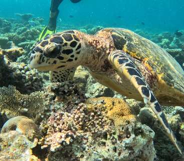 A sea turtle swims gracefully over a vibrant coral reef in clear blue water. Colorful corals surround the turtle, with a diver’s fins visible behind.