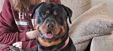 Un Rottweiler feliz se sienta frente a una persona en un sofá. El perro sonríe, lleva collar y parece contento y simpático.