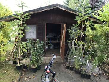 A small wooden shed surrounded by potted plants and greenery. The door is open, revealing tools inside. A bicycle is parked on the path in front.
