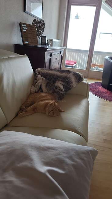 Un chat roux dort paisiblement sur un canapé couleur crème, à côté d'une couverture moelleuse, dans un salon confortable baigné de lumière naturelle et meublé de bois.