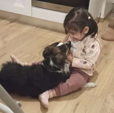 Ein kleines Mädchen sitzt auf einem Holzboden und lächelt, während es liebevoll mit einem flauschigen schwarz-weißen Hund spielt. Die Atmosphäre wirkt warm, verspielt und liebevoll.