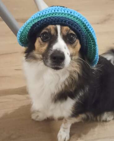 Ein niedlicher Hund mit ausdrucksstarken Augen sitzt auf einem Holzboden und trägt eine blau-grüne Häkelmütze. Die Mütze verleiht seinem Aussehen zusätzlichen Charme.