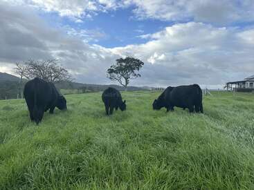 Drei schwarze Kühe grasen gemütlich auf saftig grünem Gras unter einem teilweise bewölkten Himmel. Ein einsamer Baum steht in der Ferne, in der Nähe eines Bauernhauses. Friedliche Landschaft.