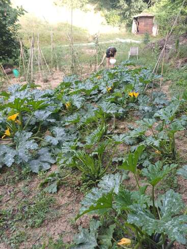 A lush vegetable garden with large green plants and yellow flowers. A person is tending to the garden, holding a bowl. Shed and chair in background.