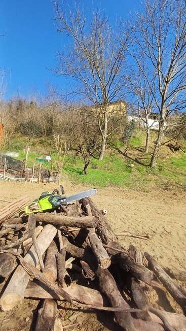 A pile of cut logs and a green chainsaw are on sandy ground, surrounded by bare trees under a clear blue sky, with houses on a hill.