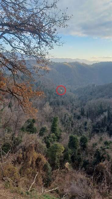 A scenic view of a forested mountain landscape, with a house circled in red in the distance, bare trees, and a partly cloudy sky above.