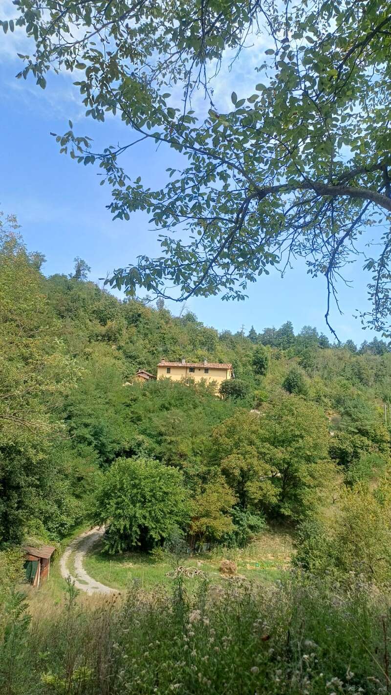 A yellow house sits atop a lush, green hill surrounded by dense trees, a winding dirt path, and a clear blue sky with leafy branches overhead.