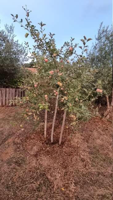 Un petit pommier à trois troncs se dresse sur de l'herbe sèche, chargé de nombreuses pommes rouges et jaunes, entouré d'autres arbres et d'une clôture en bois.