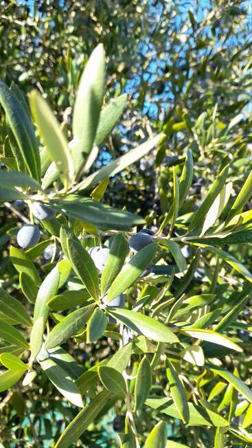 Sunlight shines on an olive tree’s green leaves and dark purple olives, creating a vibrant scene against a clear blue sky, symbolizing nature and Mediterranean agriculture.